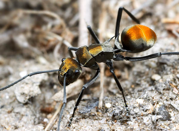 阿蒙多刺蟻（Polyrhachis ammon），這種多刺蟻得名於太陽神阿蒙