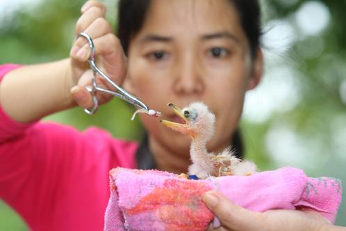 南寧動物園飼養員精心照料雛鳥