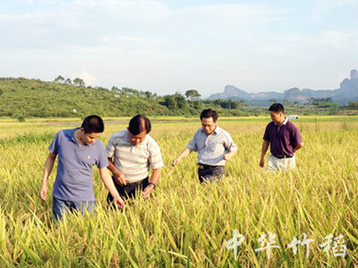 竹稻種植基地