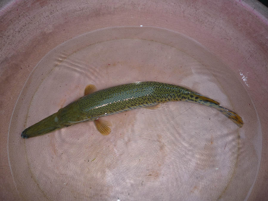 雀鱔魚