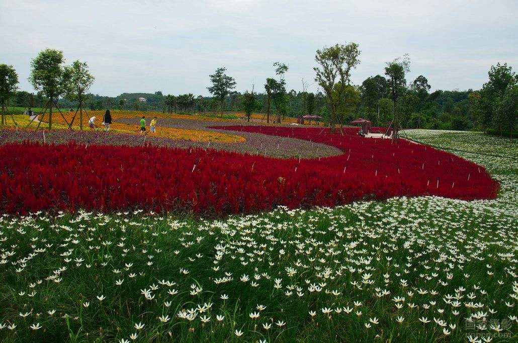 自貢市釜溪河濕地公園(自貢花海)