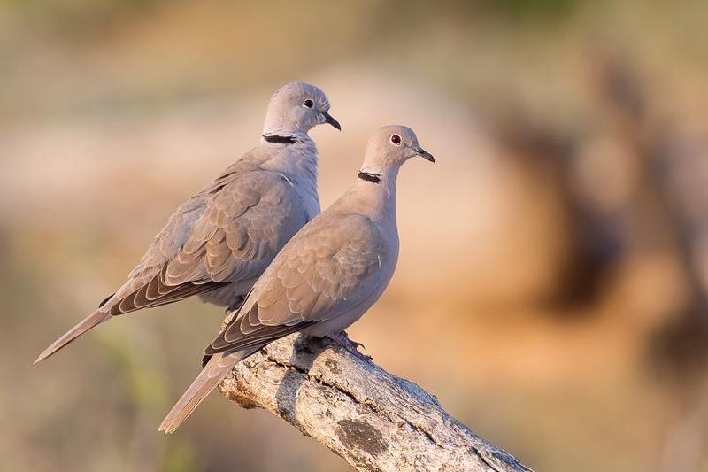 灰斑鳩緬甸亞種