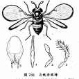 舟蛾赤眼蜂