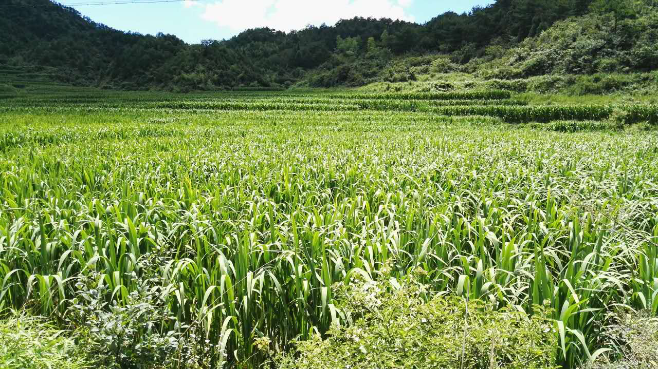 黃岙頭茭白