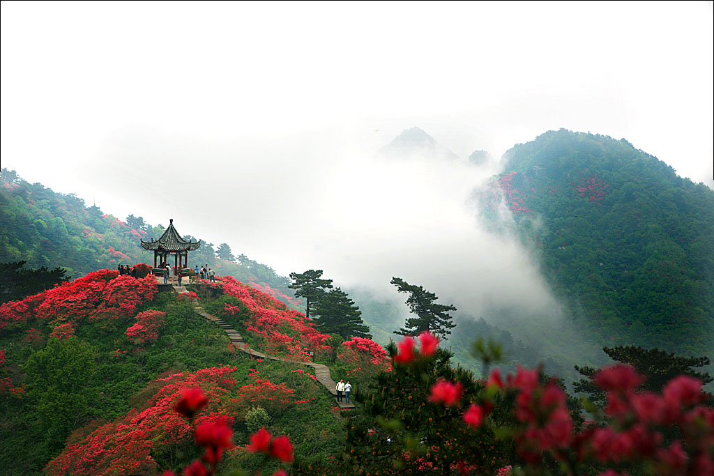 杜鵑花