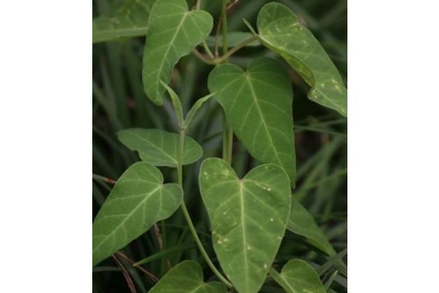 Asclepias tuberosa \x27Hello Yellow\x27