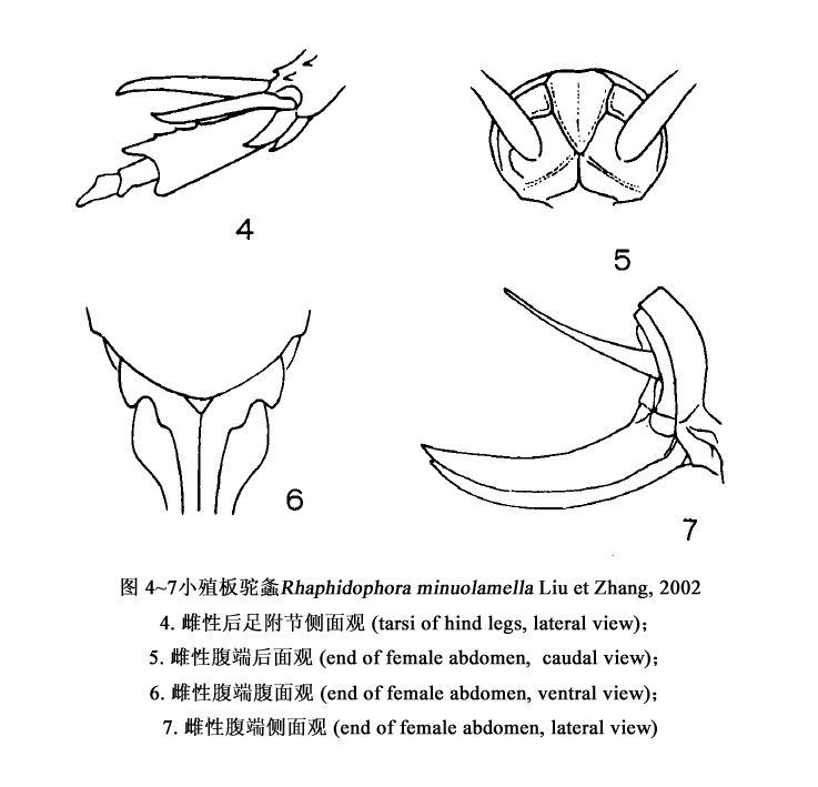 小殖板駝螽各結構分支圖