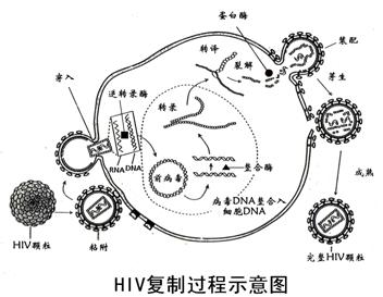 外陰黑色棘皮症