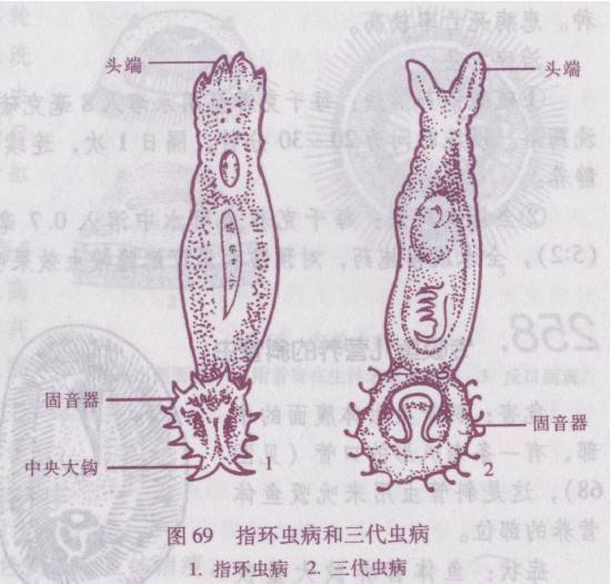 緣膜指環蟲