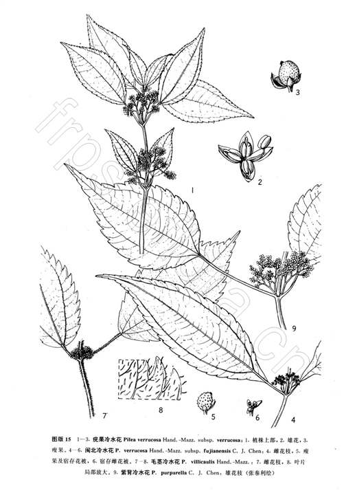 疣果冷水花（原亞種）