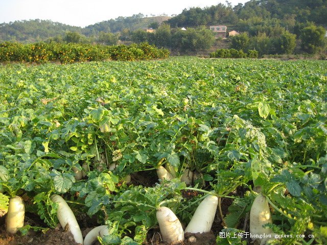 蔬菜種植