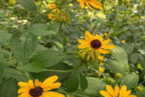 Rudbeckia subtomentosa