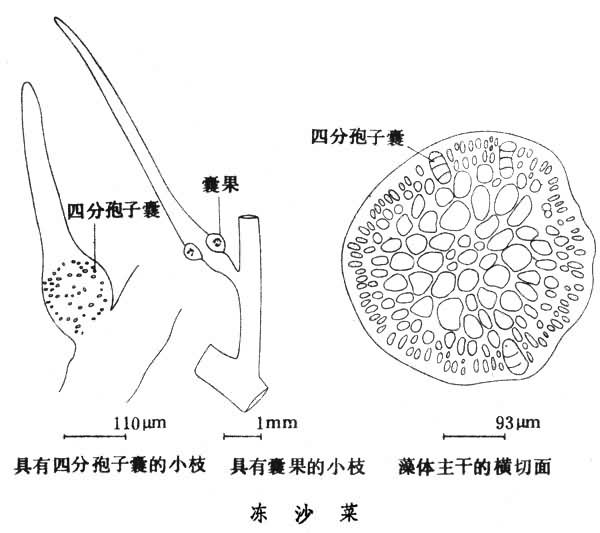 凍沙菜的細部結構圖