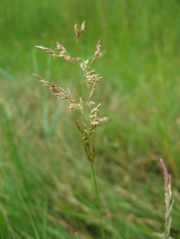 帕米爾鹼茅