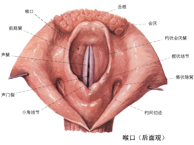 聲帶麻痹(喉麻痹)