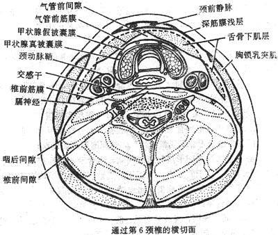 咽喉間隙