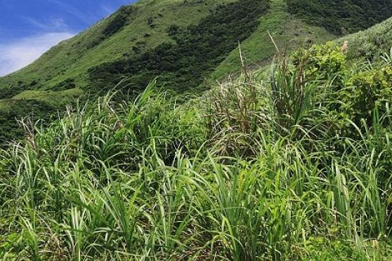 蘭嶼山姜