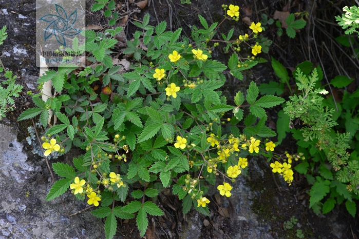 皺葉委陵菜(皺葉委陵菜（原變種）)