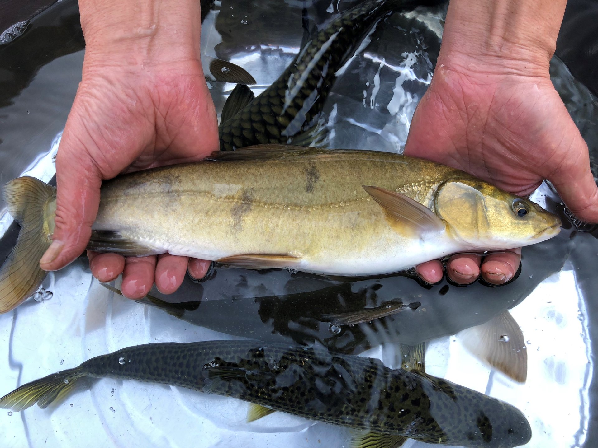 高原裸裂尻魚