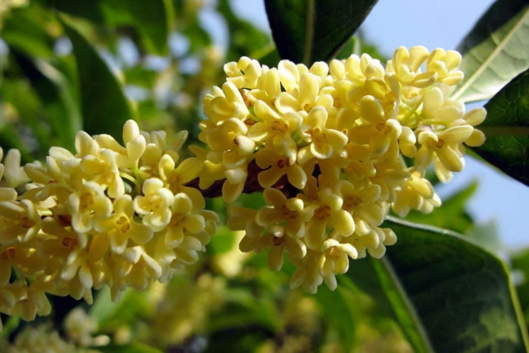 桂花黃山學院7號