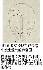 鳥類原腸形成過程圖示