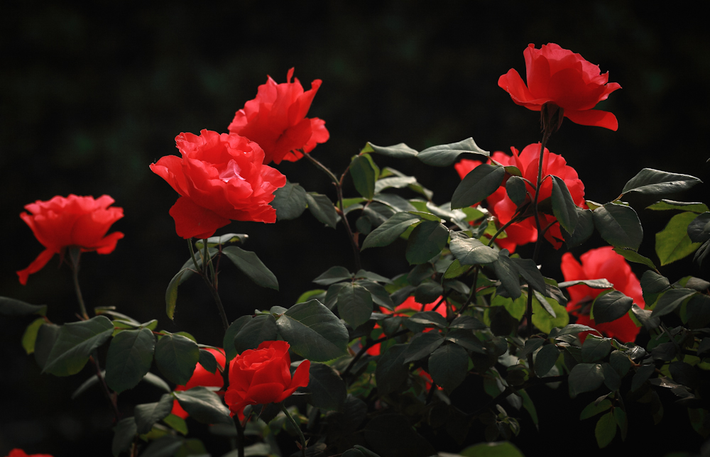 中國紅(薔薇屬月季栽培品種)