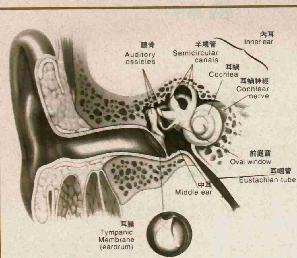 TL磁旋雙向傳導療法