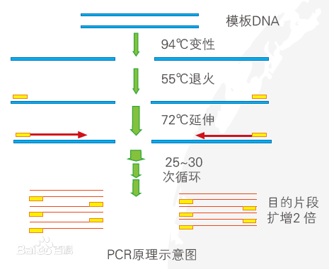 人犬共患疾病