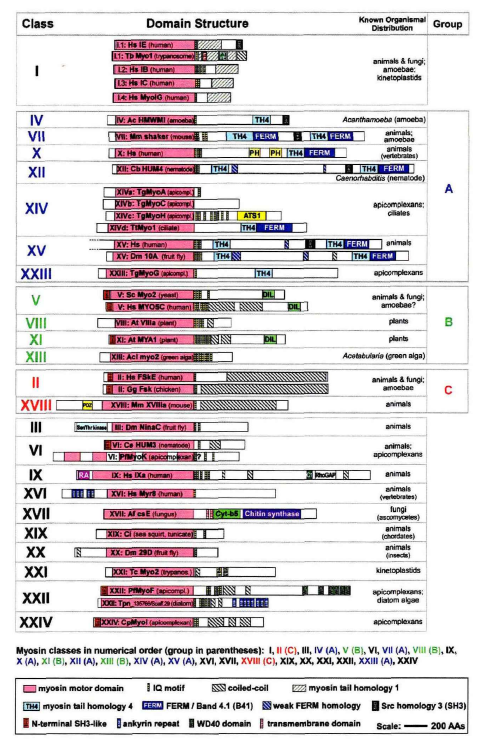 肌球蛋白種類及已知的生物分布示意圖