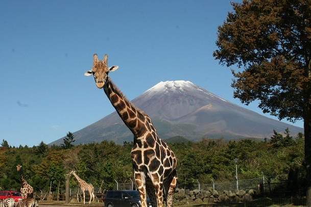 富士野生動物園