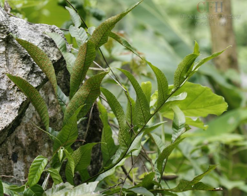 團葉槲蕨(植物)