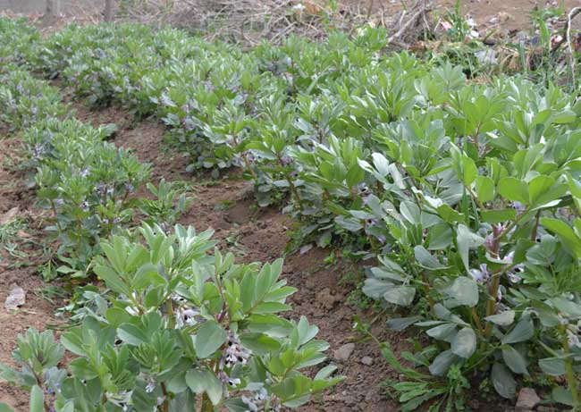 蠶豆(豆科野豌豆屬植物)