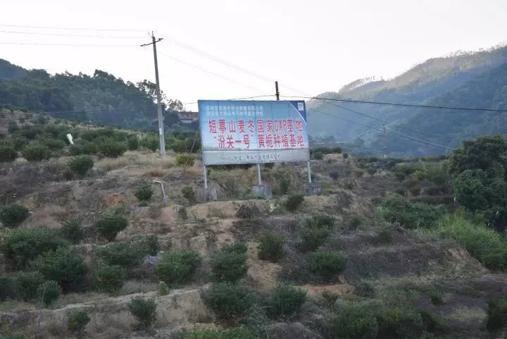 杏山村(福建省泉州南安市金淘鎮杏山村)