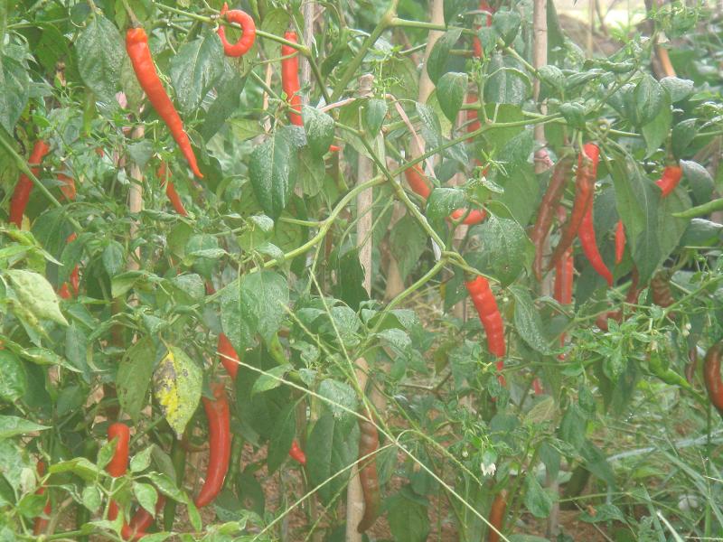 下銅廠二自然村辣椒種植業