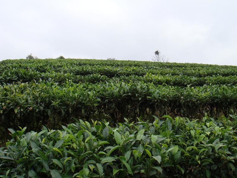 爛箐自然村-茶葉種植業