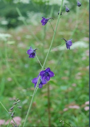 川陝翠雀花