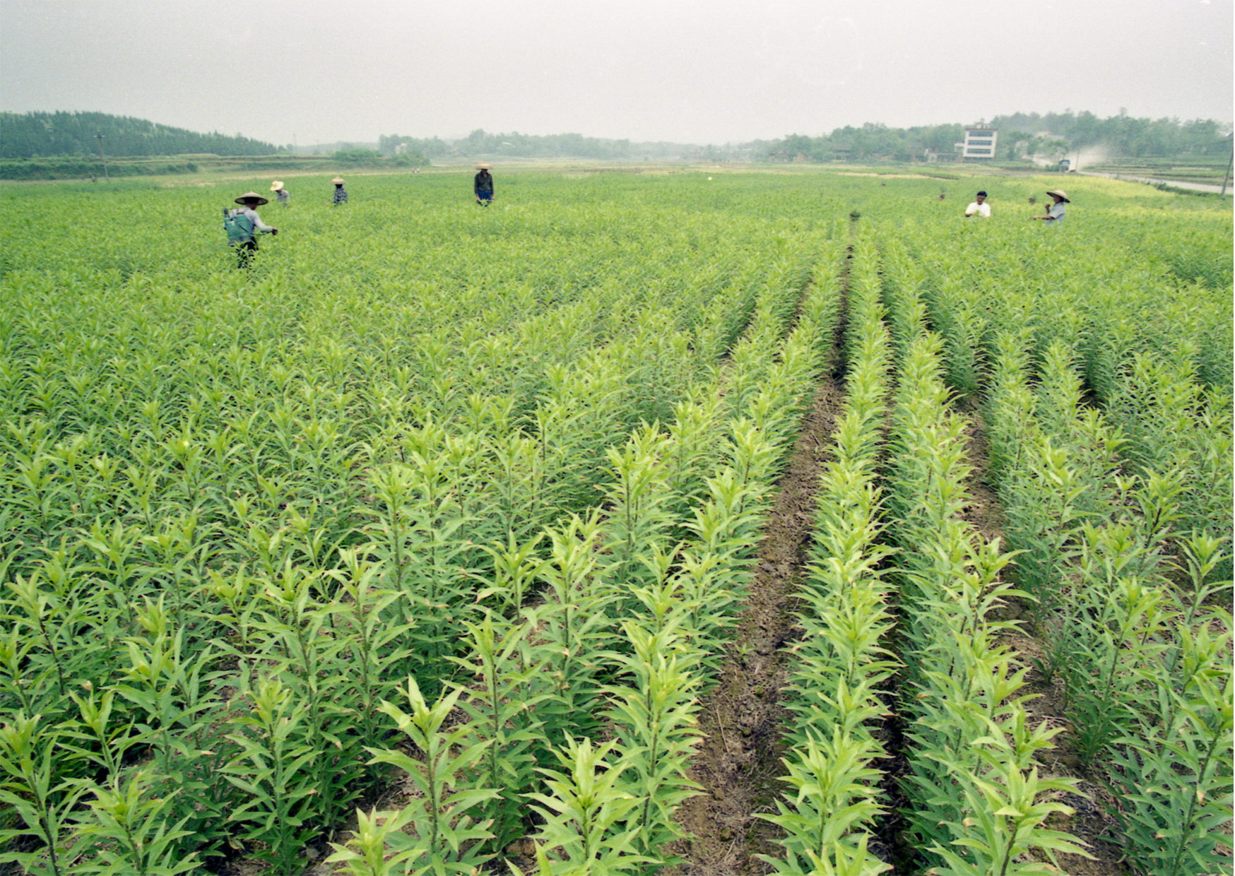 隆回龍牙百合生產基地