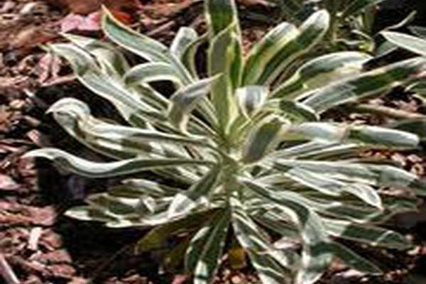 Euphorbia characias \x27Tasmanian Tiger\x27