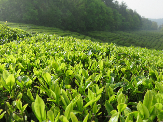 玉泉仙人掌茶