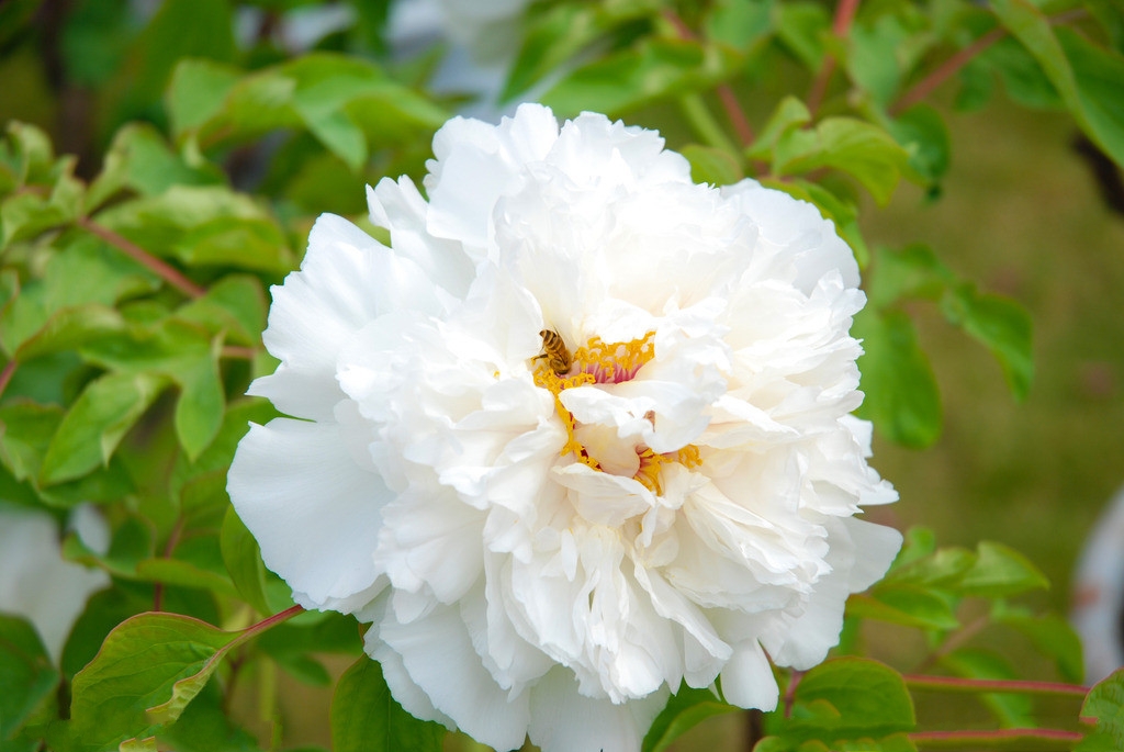 美杜莎(芍藥屬牡丹栽培品種)