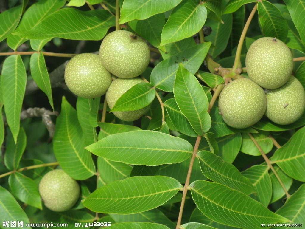 華山核桃