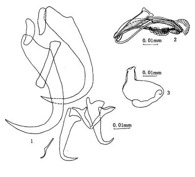 鳥頭鯰盤蟲Silurodiscoides avcularia