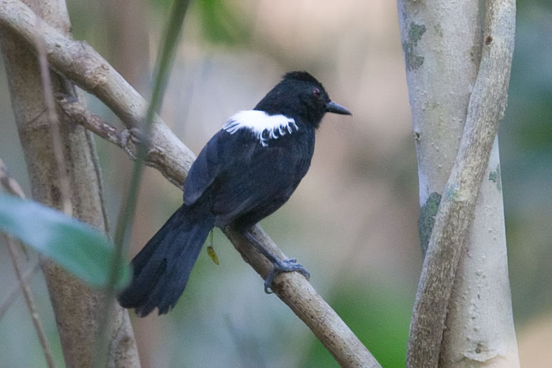 鑲背紅眼蟻鳥