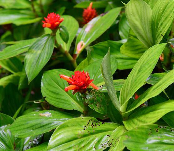 紅花閉鞘姜