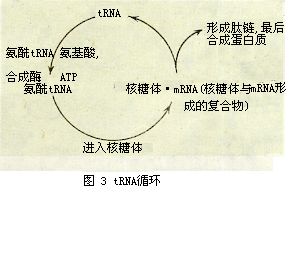 tRNA循環