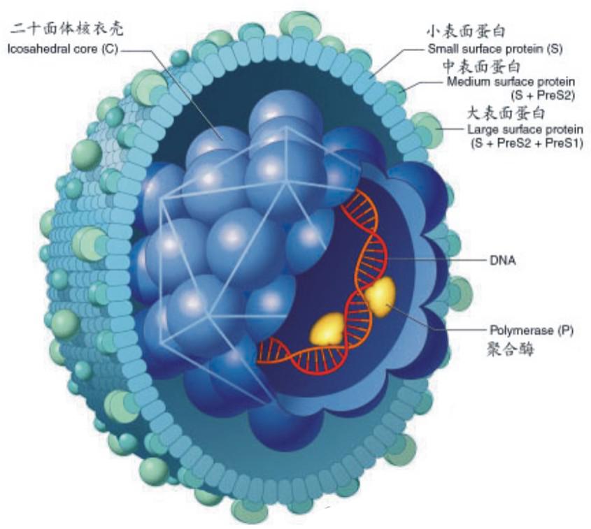 B型肝炎E抗體