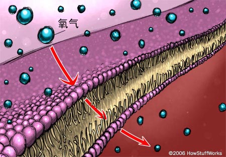 人工血液利用了被動擴散的原理
