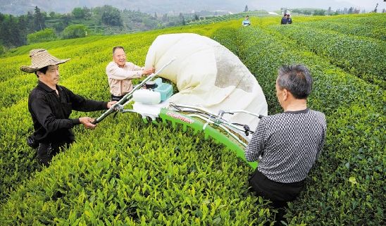 採茶機