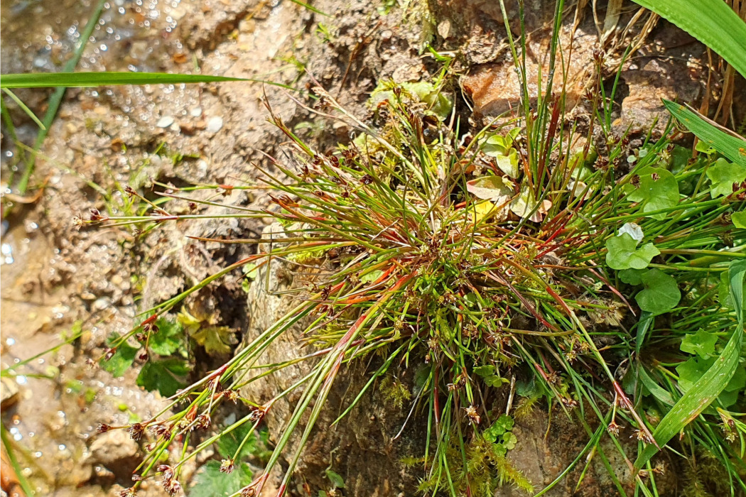 小花燈芯草