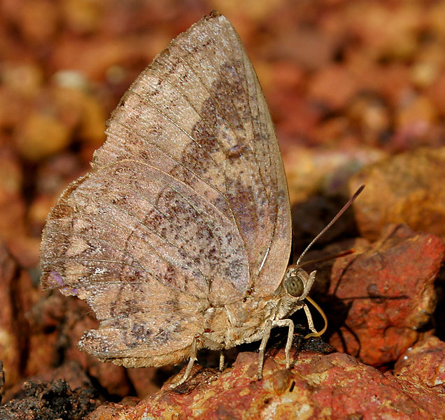 Amblypodia anita